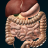 icon Organs 3D Anatomy(Interne Organen in 3D Anatomie) 2.9.3