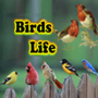 icon Birds Life(Vogels leven)