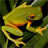 icon Frog Jigsaw Puzzles(Kikkers Legpuzzels) 2.9.42