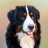icon Dog Wallpapers(Honden wallpapers) 3.0.1