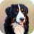 icon Dog Wallpapers(Honden wallpapers) 1.0