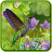 icon Hummingbirds live wallpaper(Kolibries behang) 1.0.4