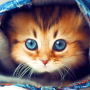 icon Cute Cats Live Wallpaper (Leuke katten Live achtergrond)