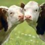icon Bulls Cows(Koeien stieren)
