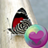 icon Pretty Butterflies HD Wallpapers(Vlinders HD Wallpapers) 1.9.8