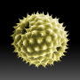 icon Pollen-News(Pollen-Nieuws
)