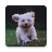 icon Dog Lock Screen(Hond Vergrendelscherm
) 2.0