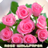 icon Roses flower Wallpapers(Rozen bloem Wallpapers V2) 1.1.5