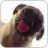 icon Dog Licking Live Wallpaper (Dog Licker Live Wallpaper GRATIS) 1.2