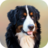icon Dog Wallpapers(Honden wallpapers) 1.0