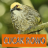 icon Master Kicau Cucak Rowo(Meester tsjilpen Cucak Rowo) 1.1