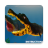 icon Guide For Feed and fish grow(Tips
) 1.0