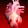 icon Circulatory System in 3D Anatomy(Circulatory System 3D Anatomy)