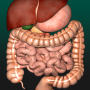 icon Internal Organs 3D Anatomy(Interne Organen in 3D Anatomie)