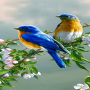 icon Loving Bird Live Wallpaper (Liefdevolle Bird Live Wallpaper)