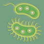 icon Bacteria(Bacteriën: soorten, infecties)