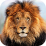 icon Lion HD Live Wallpaper