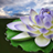 icon Lotus Flower Wallpapers(Lotus Flower achtergronden) 2.23.23