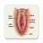 icon Vagina : Reproductive system(Vagina: reproductief systeem
) 1.2