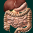 icon Internal Organs 3D Anatomy(Interne Organen in 3D Anatomie) 3.0.3