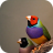 icon Bird Sounds(Bird Sounds and Ringtones) 1.2