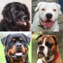 icon Dogs Quiz(Honden Quiz - Raad populaire hondenrassen op de foto's
)