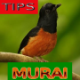 icon Tips Perawatan Murai Batu(Tips voor de zorg voor Murai Batu)