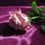 icon com.dakshapps.greenleafrose(Green Leaf Rose LWP)