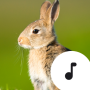 icon Rabbit Sounds