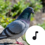 icon Pigeon Sounds(Duif klinkt)