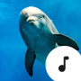 icon Dolphin Sounds
