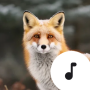 icon Fox Sounds