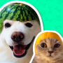 icon Animal Stickers(Animal Stickers voor WhatsApp
)
