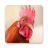 icon Rooster Sounds 3.38