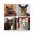 icon Cats(Kattenrassen Quiz - Spel over C
) 1.0