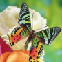 icon Butterflies Jigsaw Puzzles (Vlinders Legpuzzels)