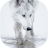 icon Wolfs live wallpaper(Wolven leven behang) 4.0