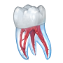 icon Dental Illustrations(Dental 3D Illustrations)