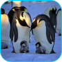 icon Penguins Video Live Wallpaper (Video Live Achtergrond van Penguins)