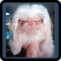 icon Guess the Celebrity Animal(Guess the Celebrity: Animal)