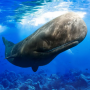 icon The Sperm Whale(The)