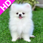 icon com.pomeraniandogwallpaper.puppywallpaper(Pomeranian Dog Wallpaper HD - Cute Puppy Wallpaper
)