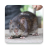 icon Bandicoot Rat Sounds(Voice to Noo Pook,) 2.6