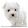 icon Dog Wallpapers!(Honden Wallpapers!)