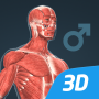 icon Human body male educational VR 3D(Menselijk lichaam (mannelijk) 3D-scène)