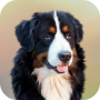 icon Dog Wallpapers(Honden wallpapers)