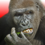 icon Flying Gorilla