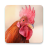 icon Rooster Sounds 3.8