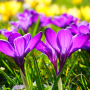 icon Beautiful Spring Flowers Live (Prachtige lentebloemen Live)