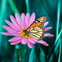 icon Butterflies Live Wallpaper(Butterfly live wallpaper)